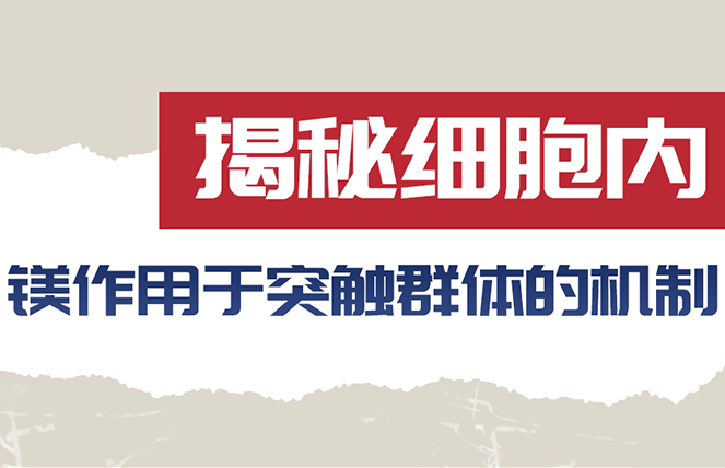 Magtein<sup>®</sup>发明人刘国松教授团队揭秘细胞内镁作用于突触群体的机制